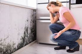 Why You Should Choose Our Mold Remediation Services in Pocono Springs, PA